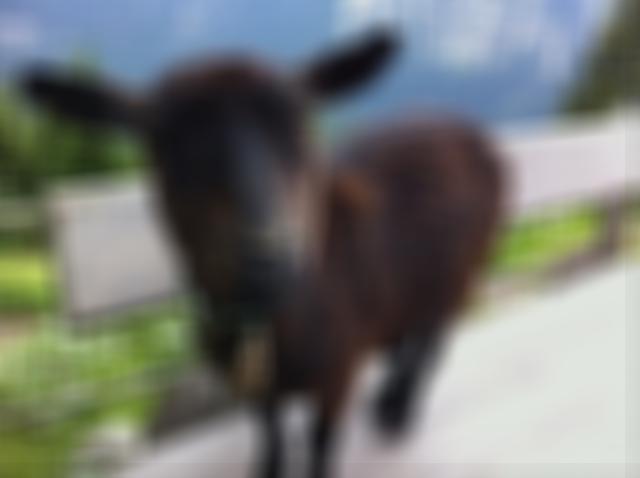 Box blurred goat