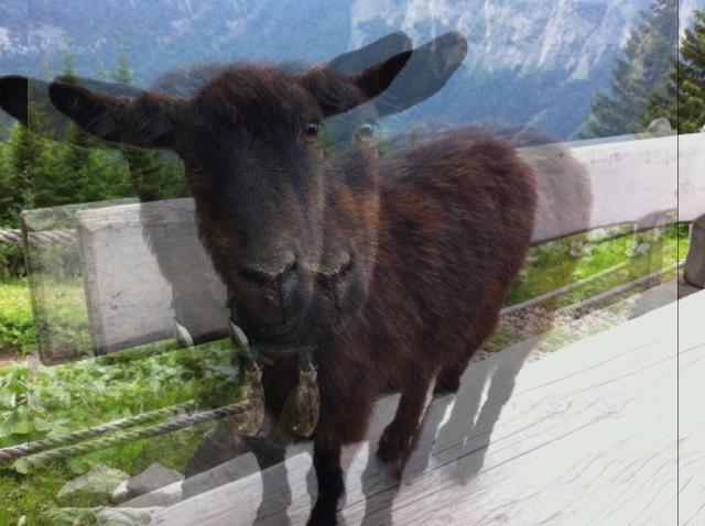 Double blurred goat