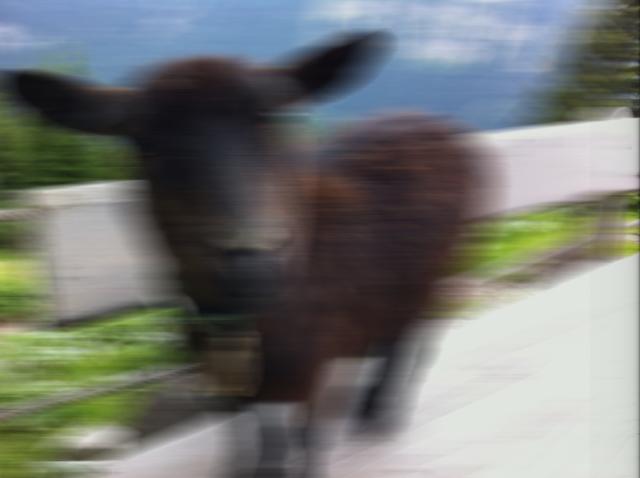 Motion blurred goat